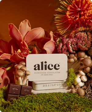 Brainstorm — Mushroom Chocolate