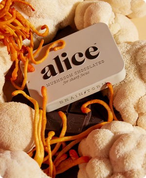 Brainstorm — Mushroom Chocolate