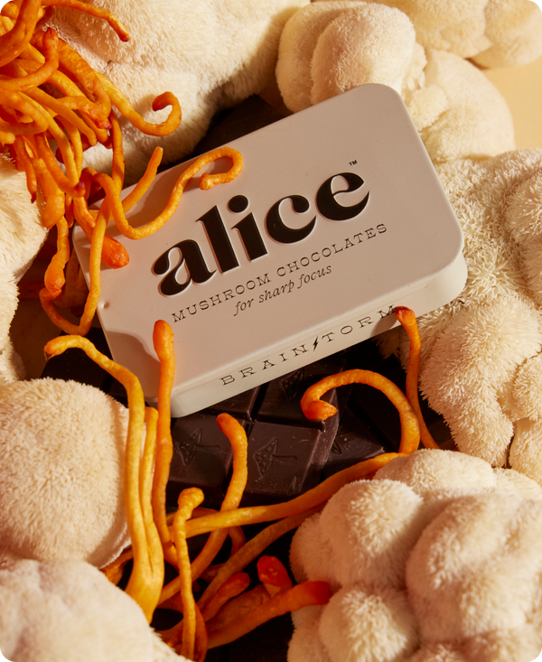 Brainstorm — Mushroom Chocolate